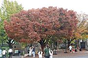龍頭山公園的秋色